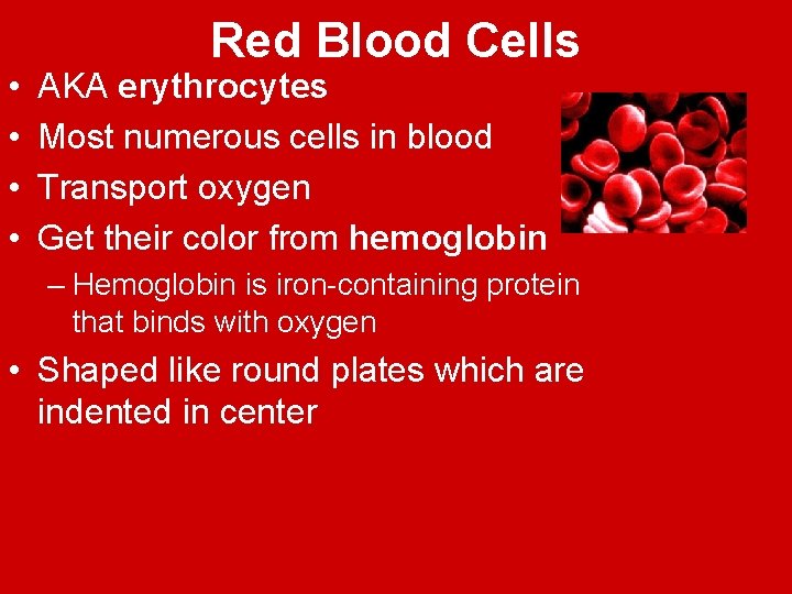  • • Red Blood Cells AKA erythrocytes Most numerous cells in blood Transport