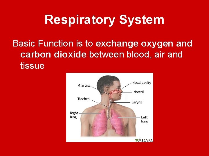 Respiratory System Basic Function is to exchange oxygen and carbon dioxide between blood, air
