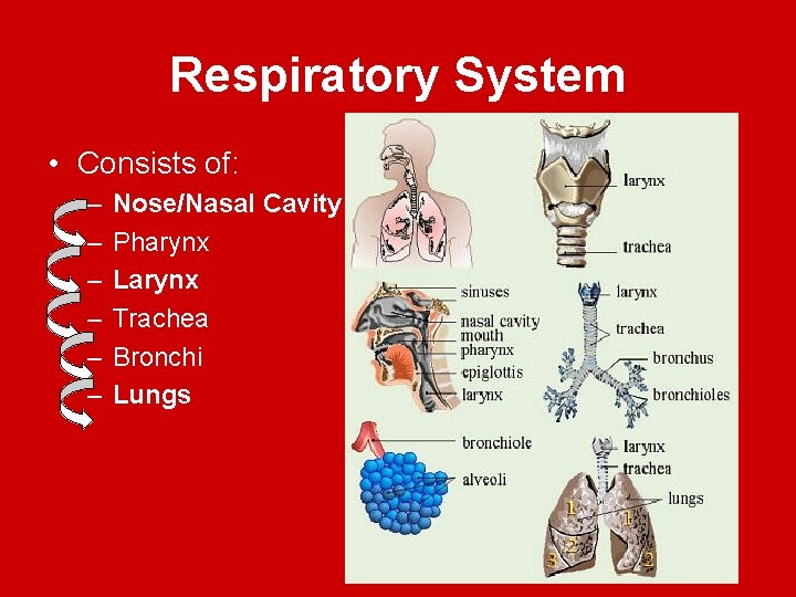 Respiratory System • Consists of: – – – Nose/Nasal Cavity Pharynx Larynx Trachea Bronchi