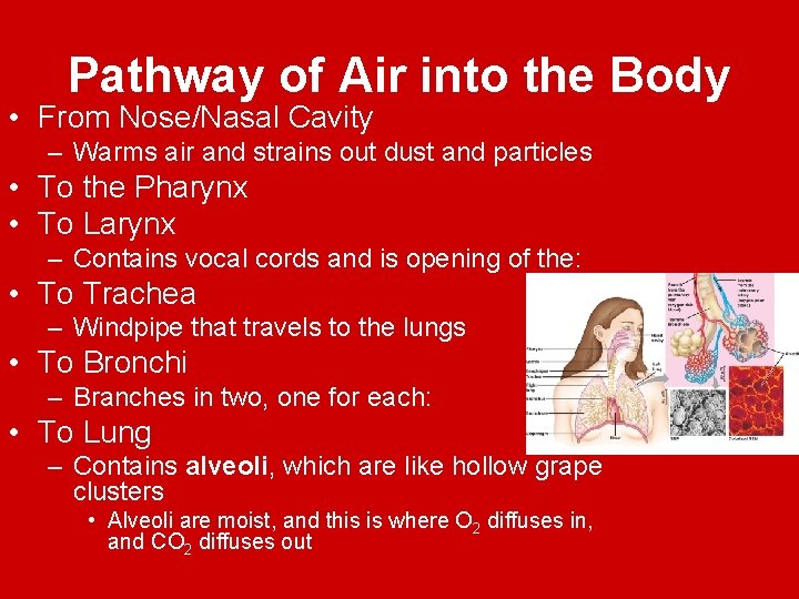 Pathway of Air into the Body • From Nose/Nasal Cavity – Warms air and