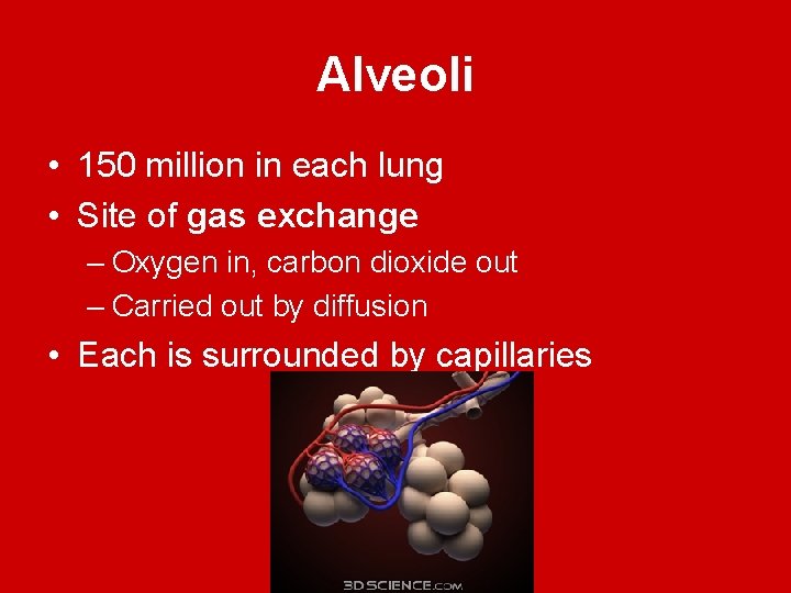 Alveoli • 150 million in each lung • Site of gas exchange – Oxygen