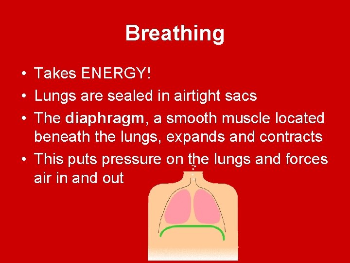 Breathing • Takes ENERGY! • Lungs are sealed in airtight sacs • The diaphragm,