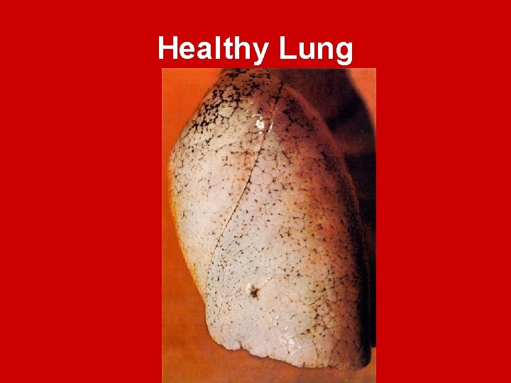 Healthy Lung 