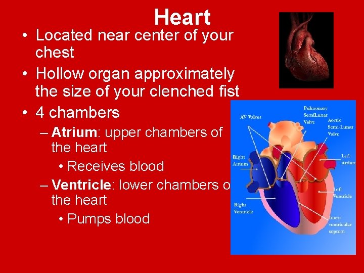 Heart • Located near center of your chest • Hollow organ approximately the size