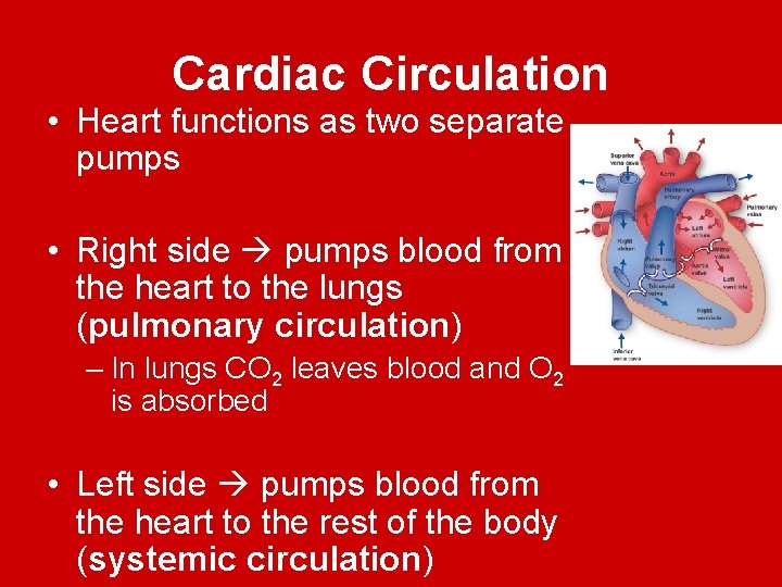 Cardiac Circulation • Heart functions as two separate pumps • Right side pumps blood