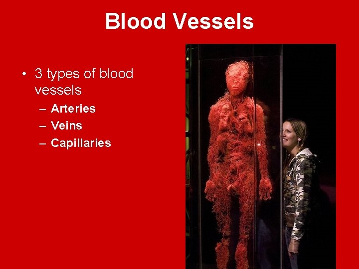Blood Vessels • 3 types of blood vessels – Arteries – Veins – Capillaries