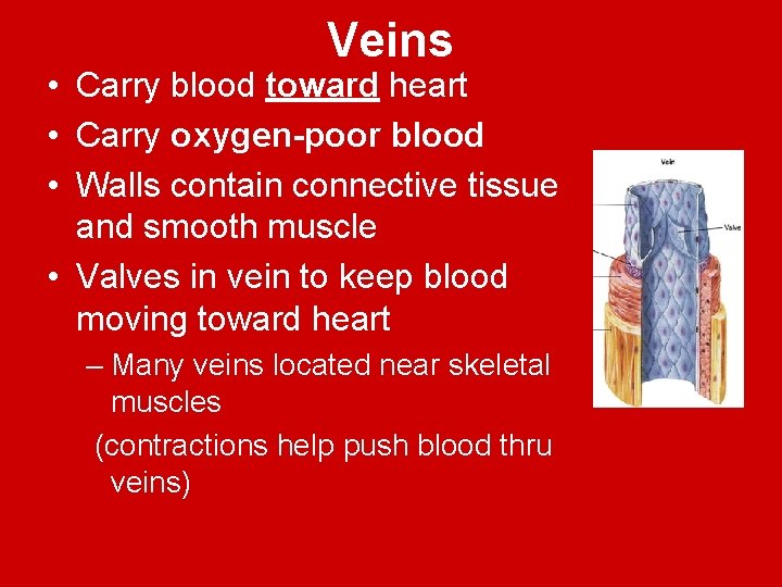 Veins • Carry blood toward heart • Carry oxygen-poor blood • Walls contain connective