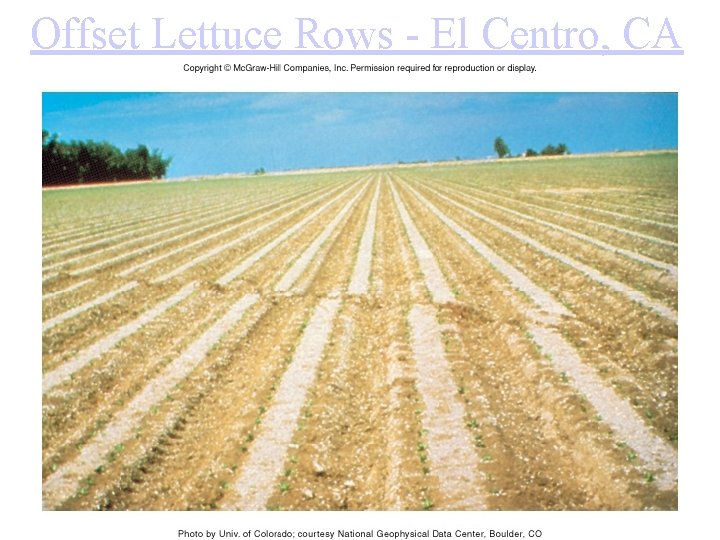 Offset Lettuce Rows - El Centro, CA 
