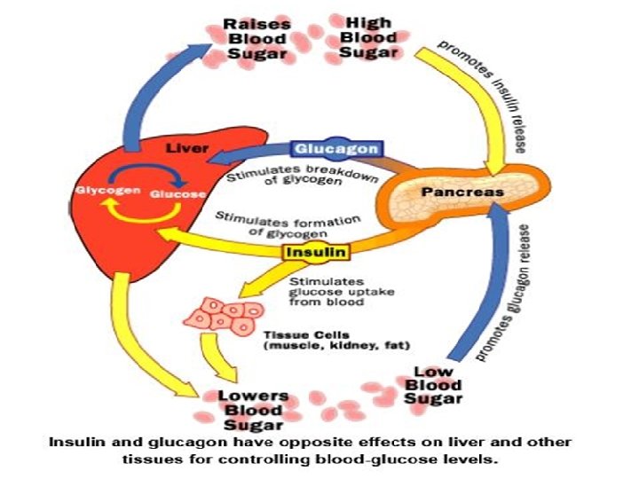 INSULIN AND GLUCAGON Insulin and Glucagon The pancreas