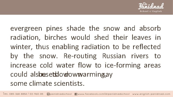 evergreen pines shade the snow and absorb radiation, birches would shed their leaves in