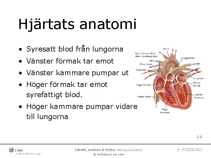 Hjärtats anatomi • Syresatt blod från lungorna • Vänster förmak tar emot • Vänster