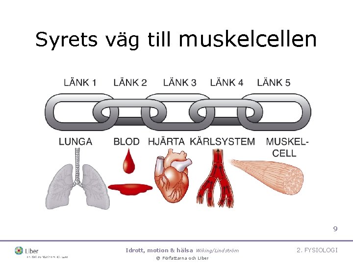 Syrets väg till muskelcellen 9 Idrott, motion & hälsa Wiking/Lindström © Författarna och Liber