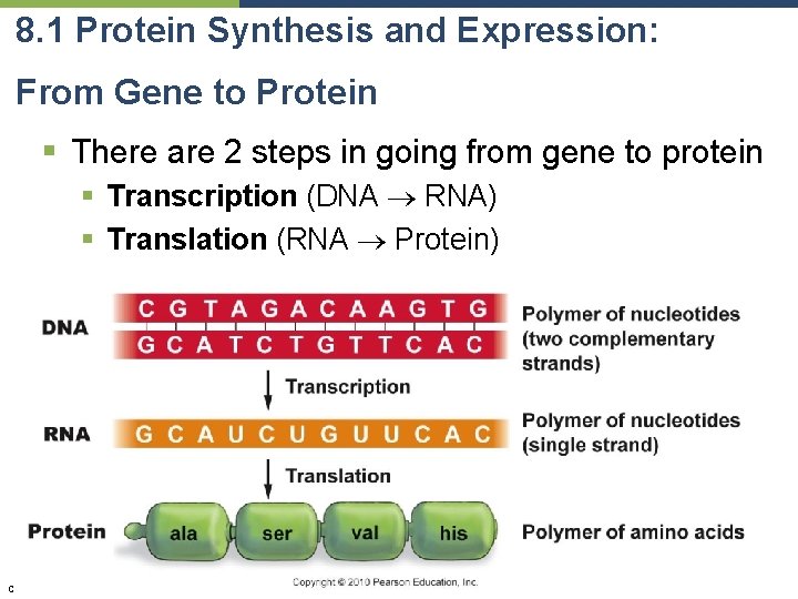8. 1 Protein Synthesis and Expression: From Gene to Protein § There are 2