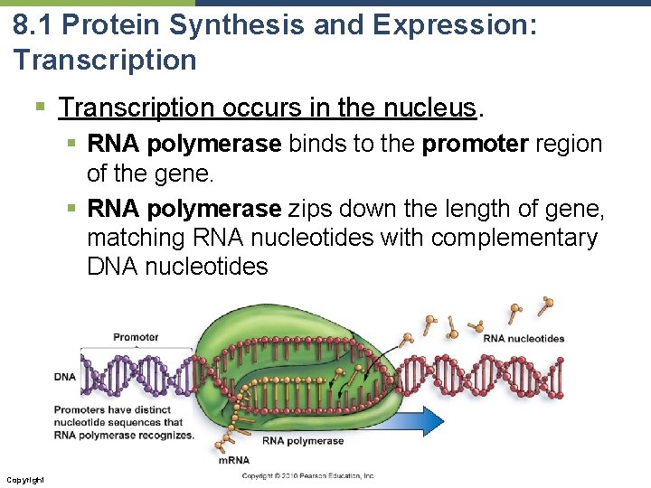 8. 1 Protein Synthesis and Expression: Transcription § Transcription occurs in the nucleus. §