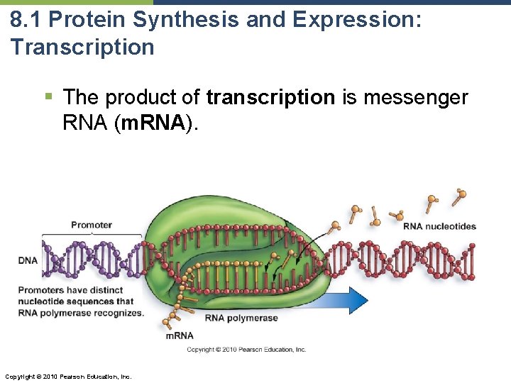 8. 1 Protein Synthesis and Expression: Transcription § The product of transcription is messenger