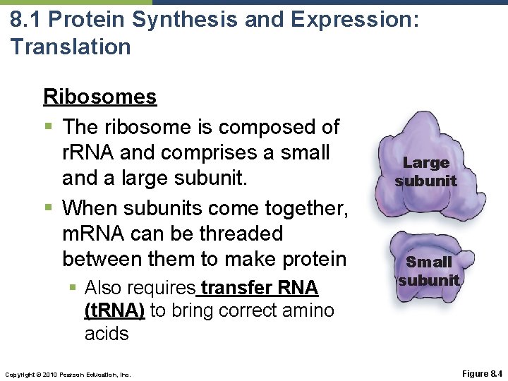 8. 1 Protein Synthesis and Expression: Translation Ribosomes § The ribosome is composed of