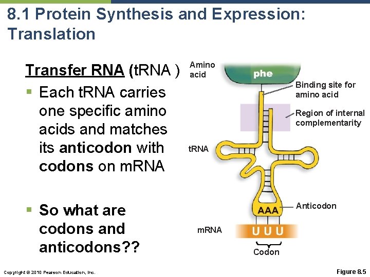 8. 1 Protein Synthesis and Expression: Translation Transfer RNA (t. RNA ) § Each