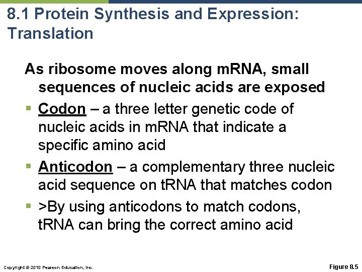 8. 1 Protein Synthesis and Expression: Translation As ribosome moves along m. RNA, small