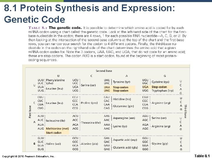 8. 1 Protein Synthesis and Expression: Genetic Code Copyright © 2010 Pearson Education, Inc.