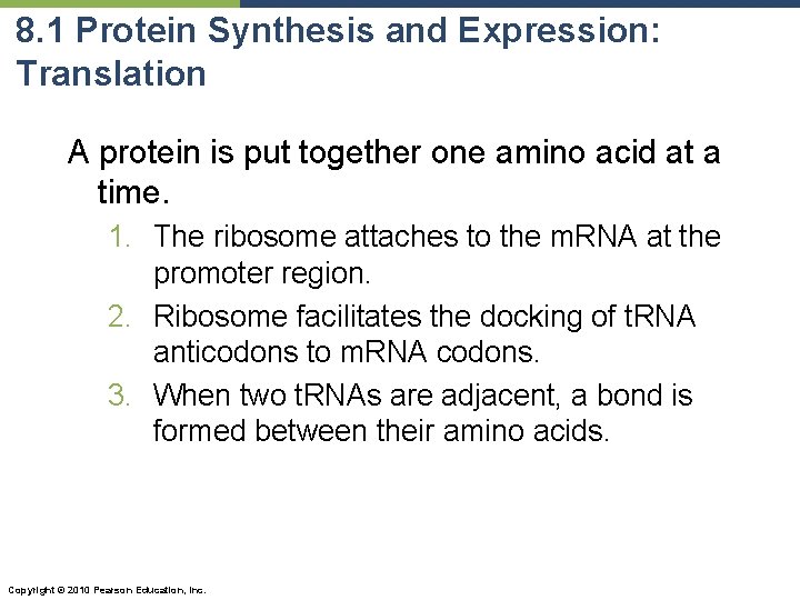 8. 1 Protein Synthesis and Expression: Translation A protein is put together one amino