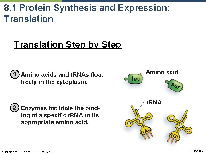 8. 1 Protein Synthesis and Expression: Translation Step by Step 1 Amino acids and