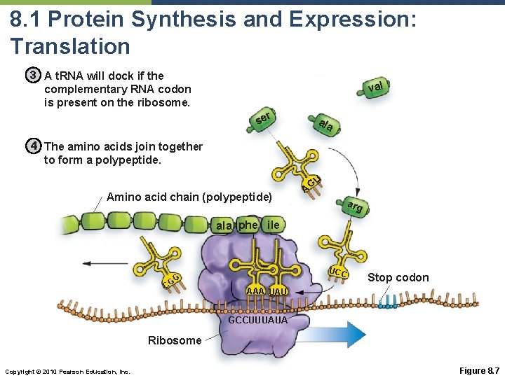 8. 1 Protein Synthesis and Expression: Translation 3 A t. RNA will dock if