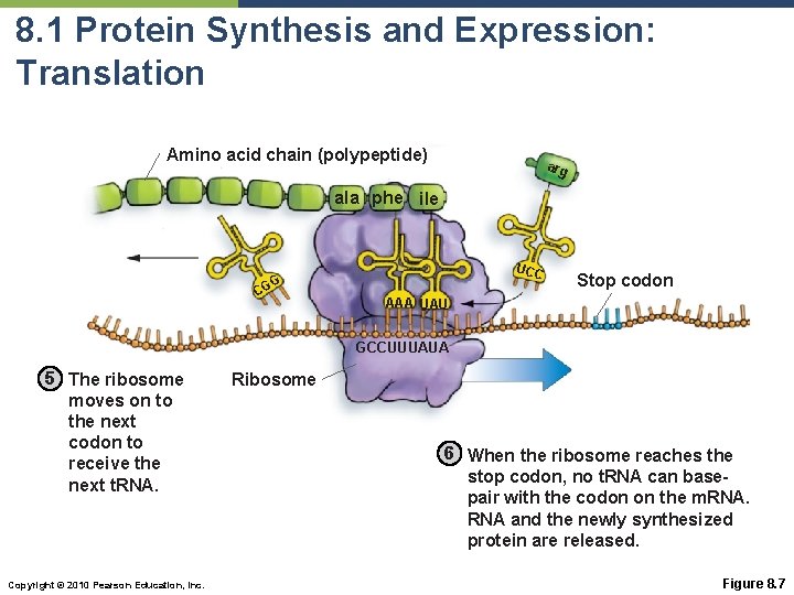 8. 1 Protein Synthesis and Expression: Translation Amino acid chain (polypeptide) arg ala phe