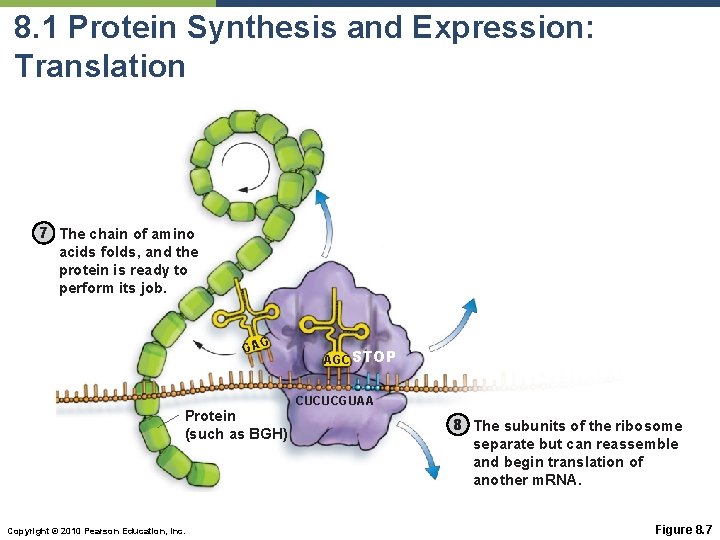 8. 1 Protein Synthesis and Expression: Translation 7 The chain of amino acids folds,