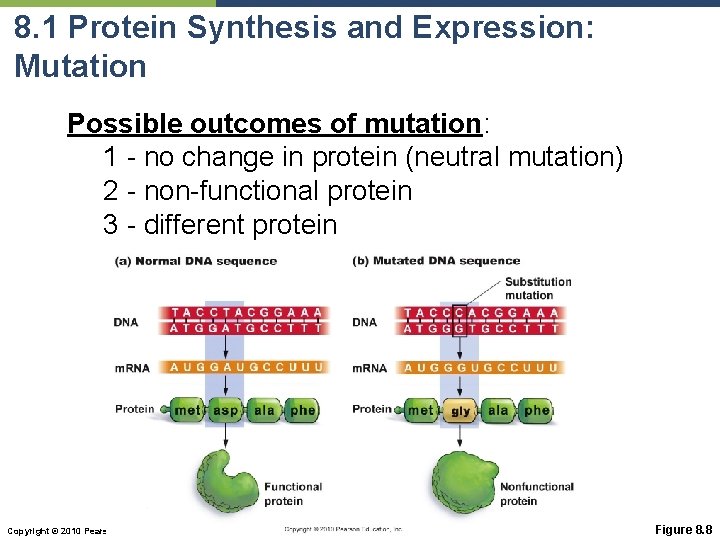 8. 1 Protein Synthesis and Expression: Mutation Possible outcomes of mutation: 1 - no