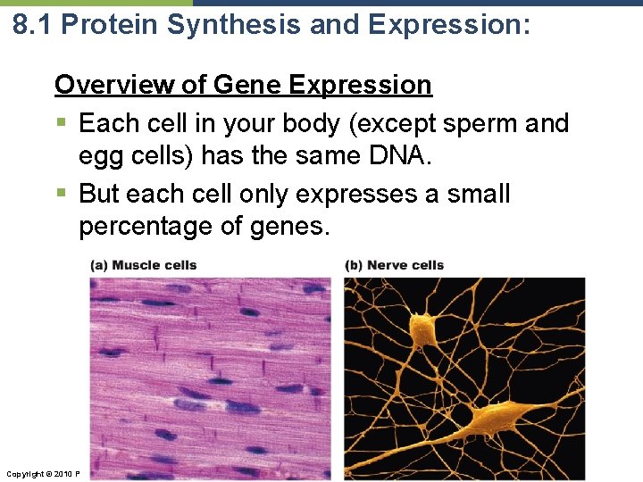 8. 1 Protein Synthesis and Expression: Overview of Gene Expression § Each cell in