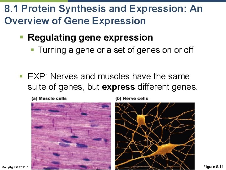 8. 1 Protein Synthesis and Expression: An Overview of Gene Expression § Regulating gene