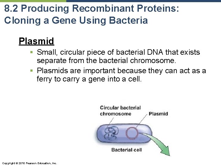 8. 2 Producing Recombinant Proteins: Cloning a Gene Using Bacteria Plasmid § Small, circular