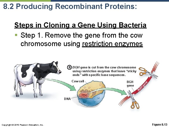 8. 2 Producing Recombinant Proteins: Steps in Cloning a Gene Using Bacteria § Step