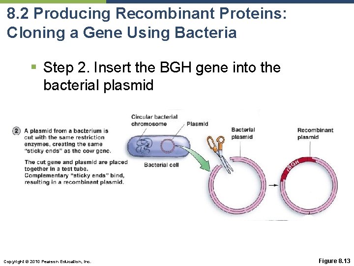 8. 2 Producing Recombinant Proteins: Cloning a Gene Using Bacteria § Step 2. Insert