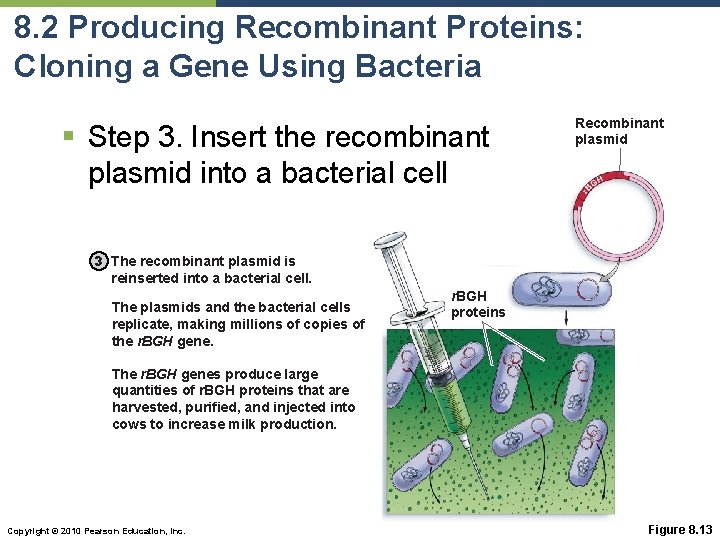 8. 2 Producing Recombinant Proteins: Cloning a Gene Using Bacteria § Step 3. Insert