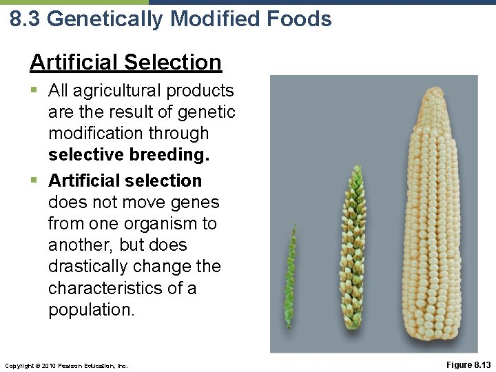 8. 3 Genetically Modified Foods Artificial Selection § All agricultural products are the result