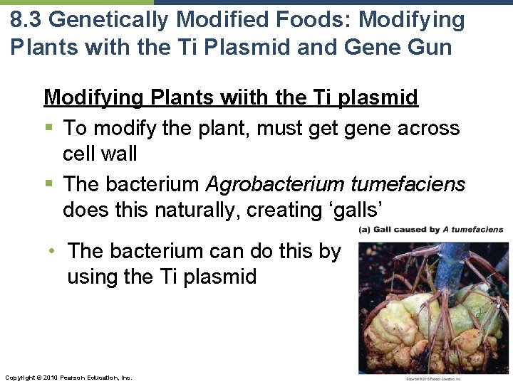 8. 3 Genetically Modified Foods: Modifying Plants with the Ti Plasmid and Gene Gun