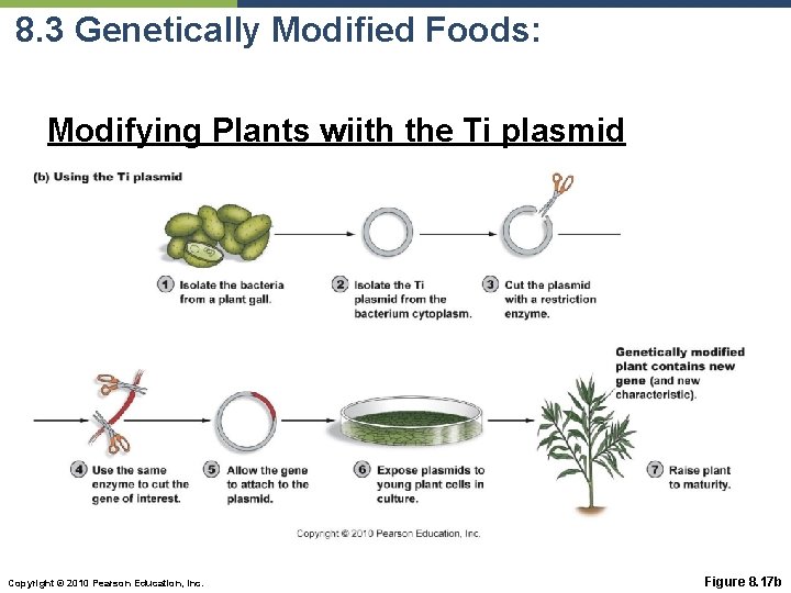 8. 3 Genetically Modified Foods: Modifying Plants wiith the Ti plasmid Copyright © 2010