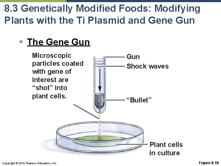 8. 3 Genetically Modified Foods: Modifying Plants with the Ti Plasmid and Gene Gun