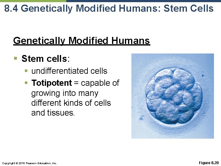 8. 4 Genetically Modified Humans: Stem Cells Genetically Modified Humans § Stem cells: §