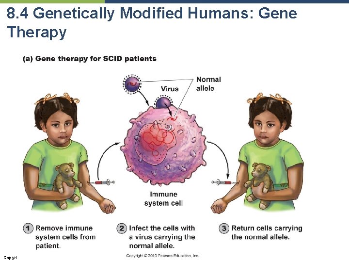 8. 4 Genetically Modified Humans: Gene Therapy Copyright © 2010 Pearson Education, Inc. 