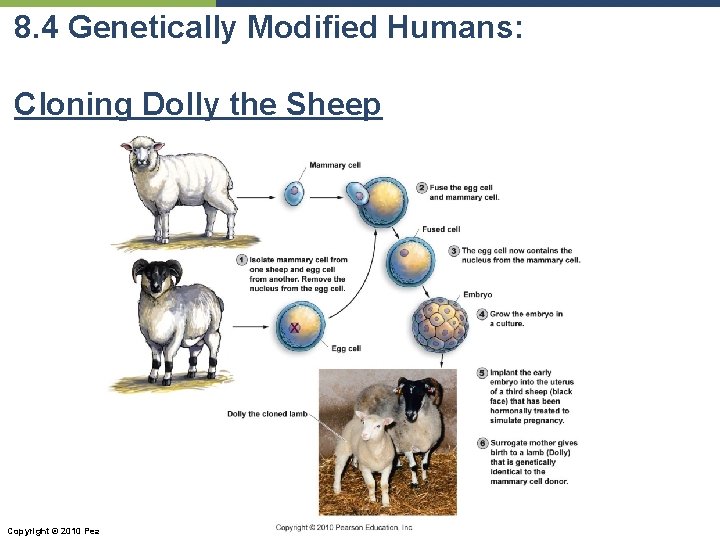 8. 4 Genetically Modified Humans: Cloning Dolly the Sheep Copyright © 2010 Pearson Education,