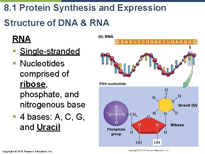 8. 1 Protein Synthesis and Expression Structure of DNA & RNA § Single-stranded §