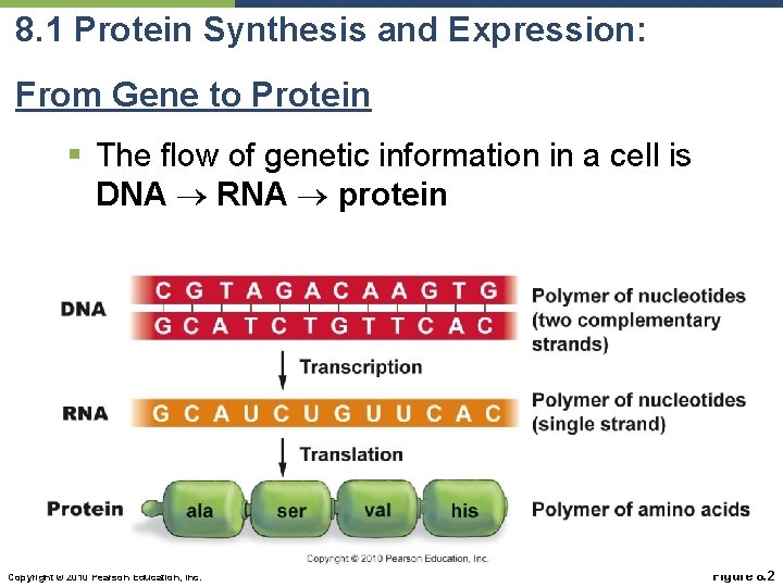8. 1 Protein Synthesis and Expression: From Gene to Protein § The flow of