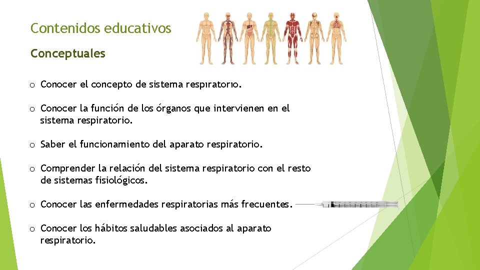 Contenidos educativos Conceptuales o Conocer el concepto de sistema respiratorio. o Conocer la función