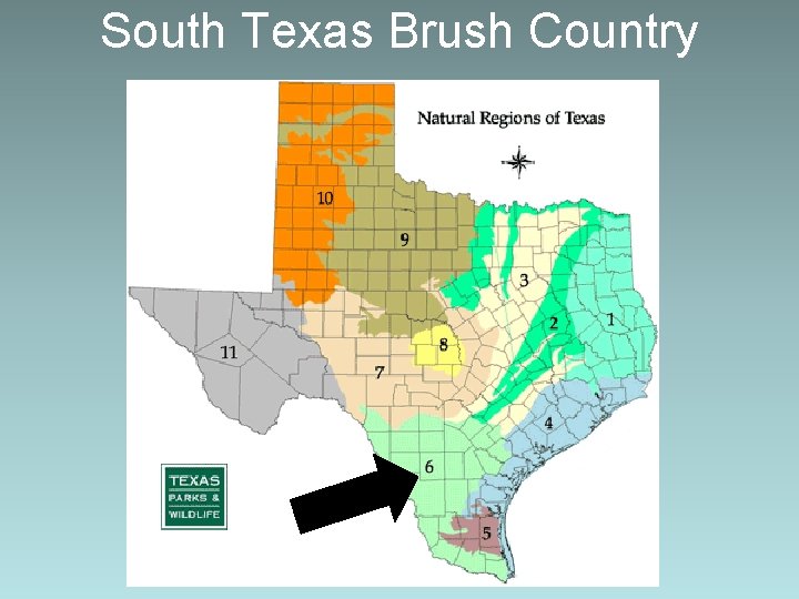 South Texas Brush Country 