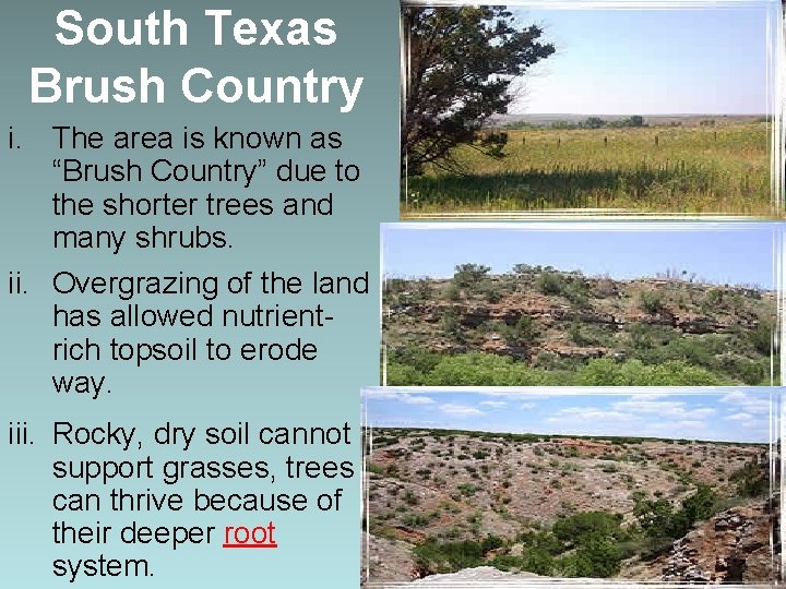 South Texas Brush Country i. The area is known as “Brush Country” due to