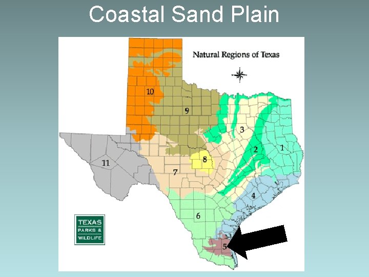 Coastal Sand Plain 