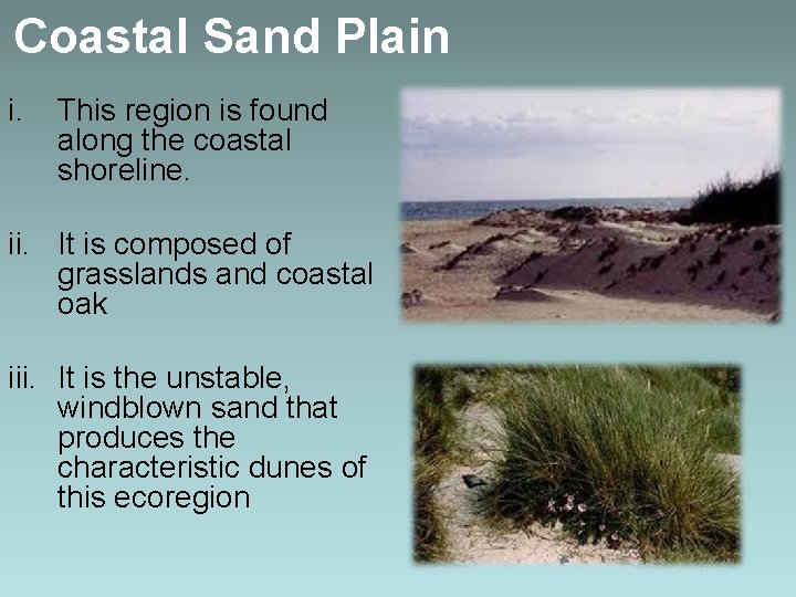 Coastal Sand Plain i. This region is found along the coastal shoreline. ii. It