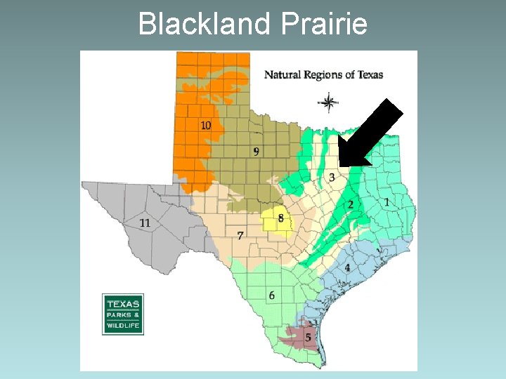 Blackland Prairie 